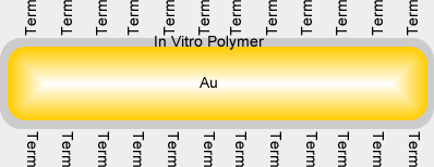 Functionalized Nanorod Block Invitro